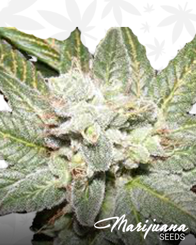 Craigs Skunk