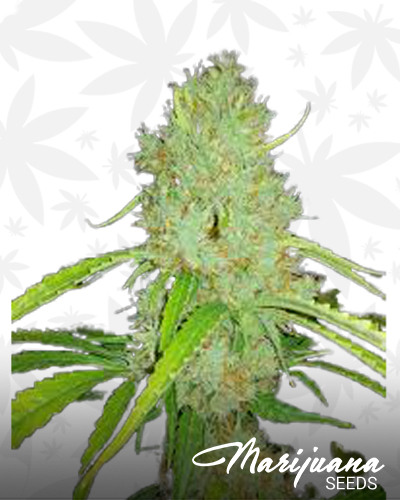 Cream Kush
