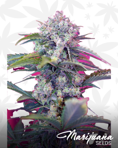 Cream Mandarine Auto
