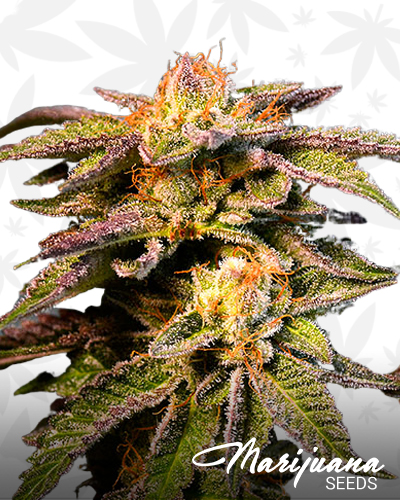 Crimson Skunk