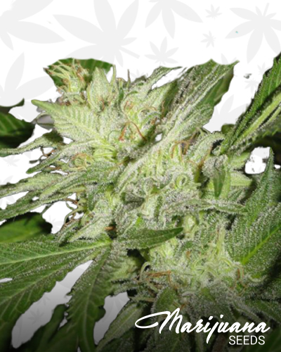 Cristal Kush