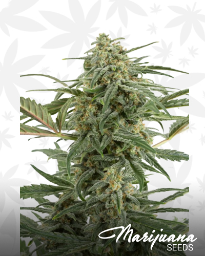 Critical 2 XXL Auto