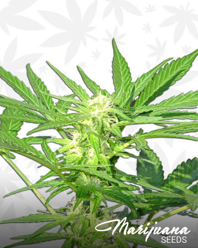 Critical Auto CBD