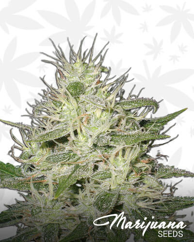 Critical Automatic