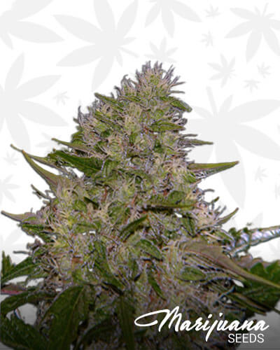 Critical Budha