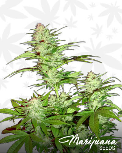 Critical Chronic