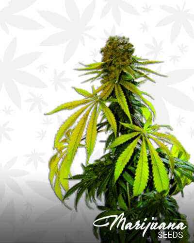Critical Citral