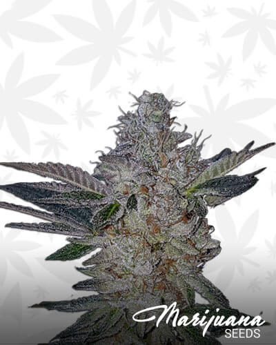 Critical Cookies