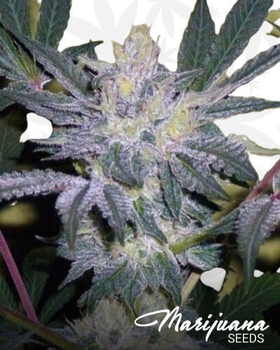 Critical Cream Cookies
