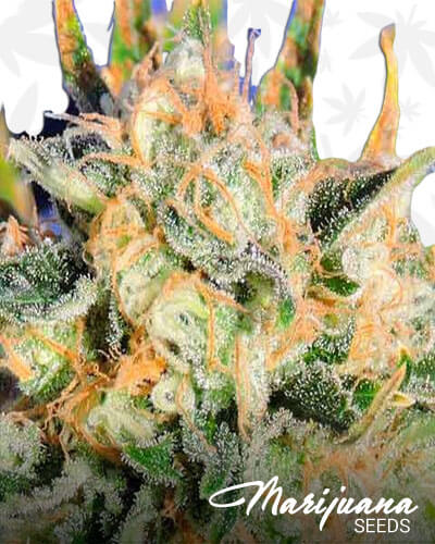 Critical Diesel Auto