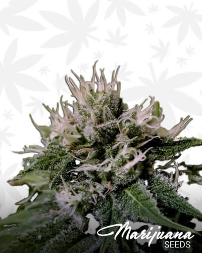 Critical Express