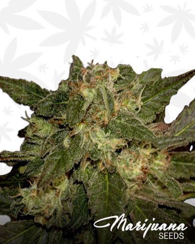 Critical Ketama