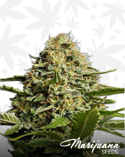 Critical Mango