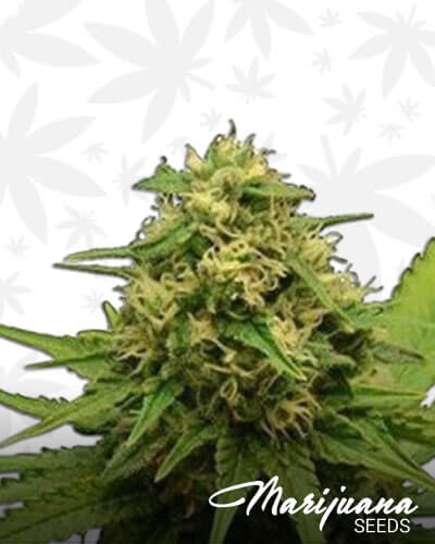 Critical Mars