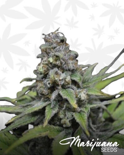 Critical Mass CBD