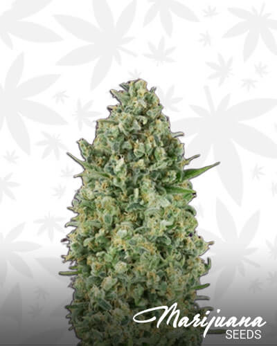 Critical Poison