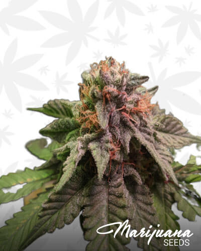 Crocketts Confidential