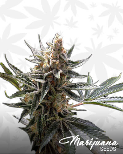Crocketts Sour Tangie