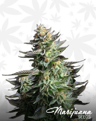 Crystal Amnesia