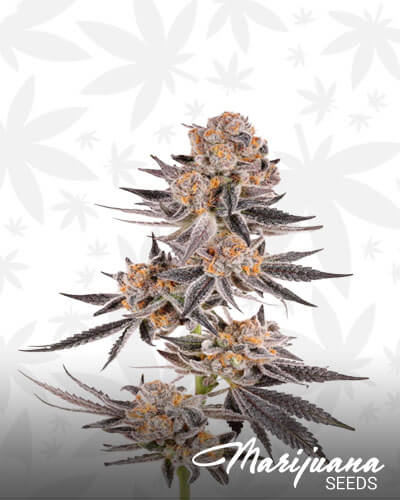 Crystal Cookies