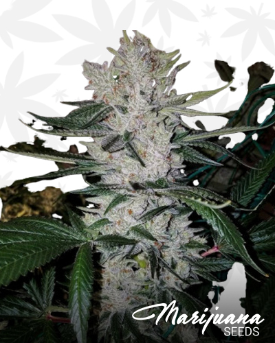 Gorilla Glue 4 x Space Queen