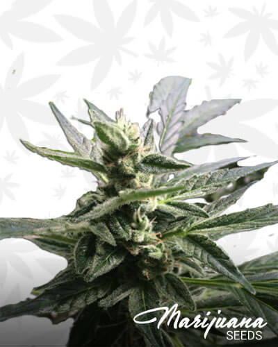 Gunsmoke Marijuana Seeds | Strain Information