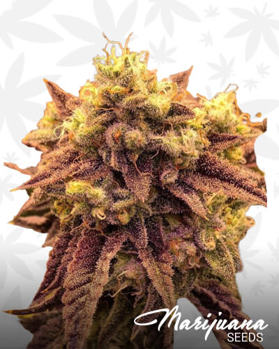 Ice Cream Zundae Marijuana Strain Details Marijuanaseeds Com Ice Cream Zundae Marijuana Strain Details Marijuanaseeds Com