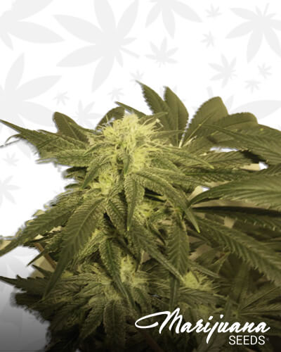 Mango Puff Marijuana Seeds