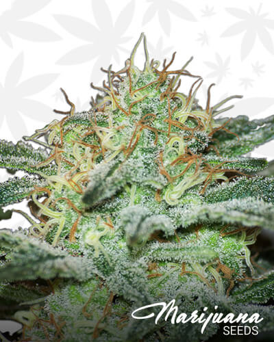 Marshmallow Cookies Marijuana Strain Details | MarijuanaSeeds.com