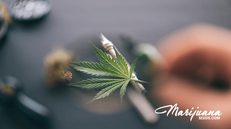 marijuana-for-hydromyelia