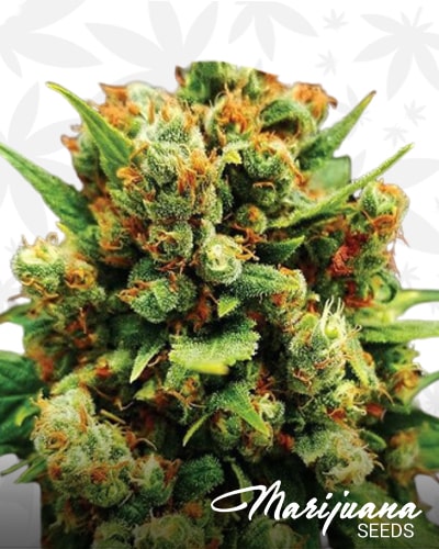 Afghan Kush x Super Skunk min 3