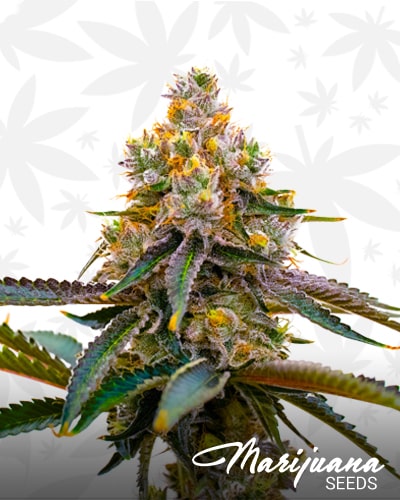 Amnesia Purple min 1