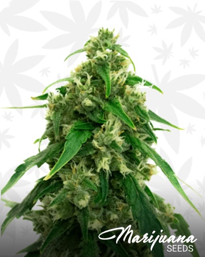 Black Water Purple OG Cheese min 2