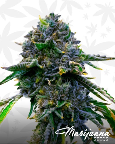 Blueberry x Lemon Haze min