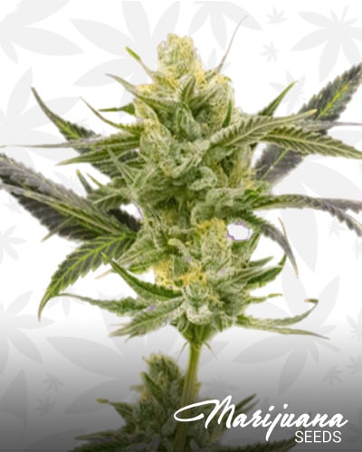 Blueberry x Mazar min