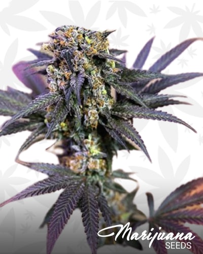 Blueberry x OG Kush min 2