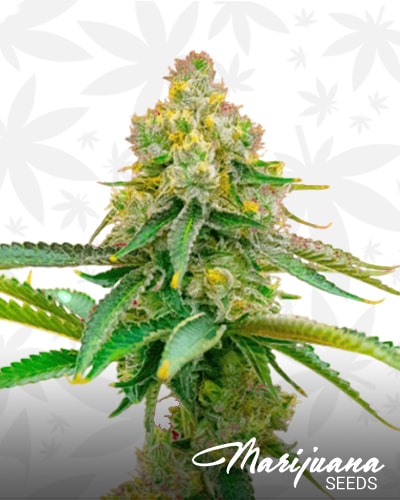 Bubblegum Haze min