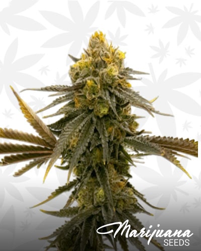 CBD ACDC min