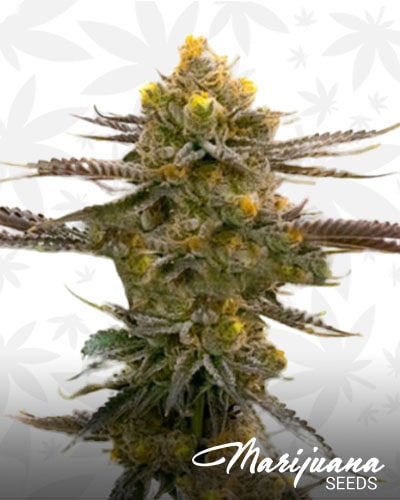 CBD Shiskaberry x Candida min 2