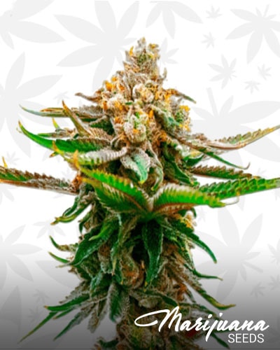 CBD Strawberry min 1