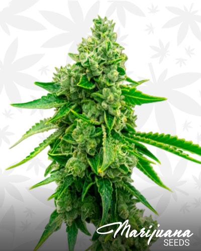 CBD Tangie min
