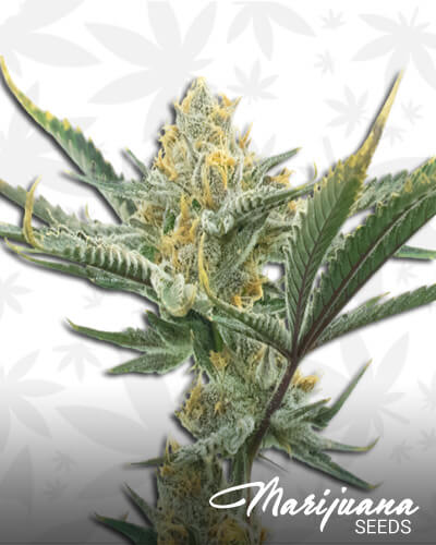 Carmen x Durban Poison