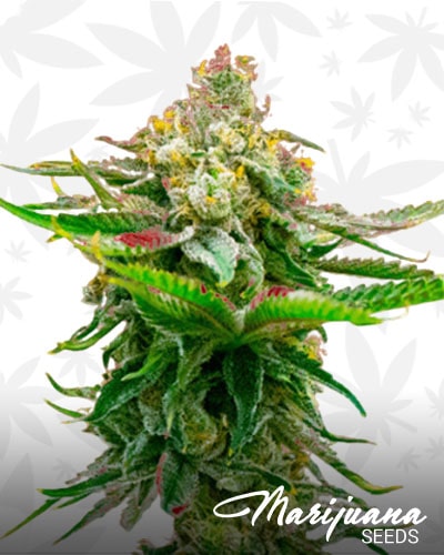 Chronic Widow min 1