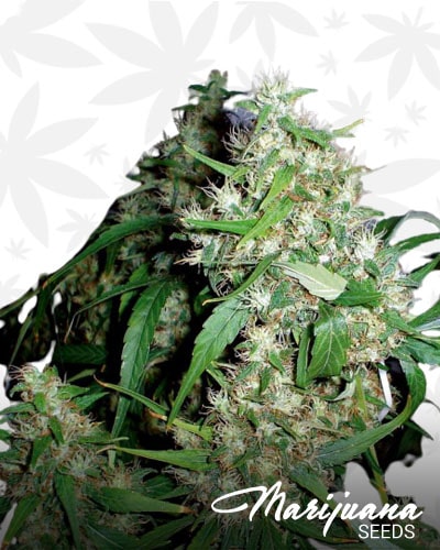 Critical Fast Bud min
