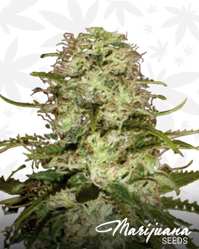 Critical x AK47 min