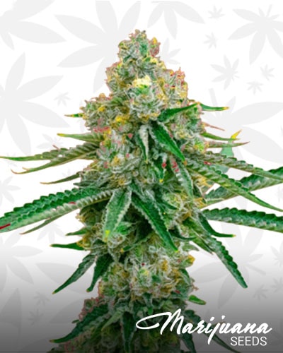 Critical x Amnesia min 3