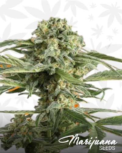 Critical x Cheese Candy min 1