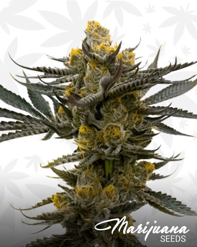 Critical x Cream C. min