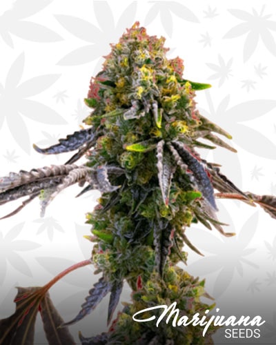Critical x Green Crack min 2
