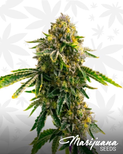 Critical x Mazar min